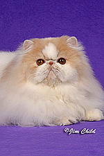 19_Rhamjoge Perry Mason of Purrmunn